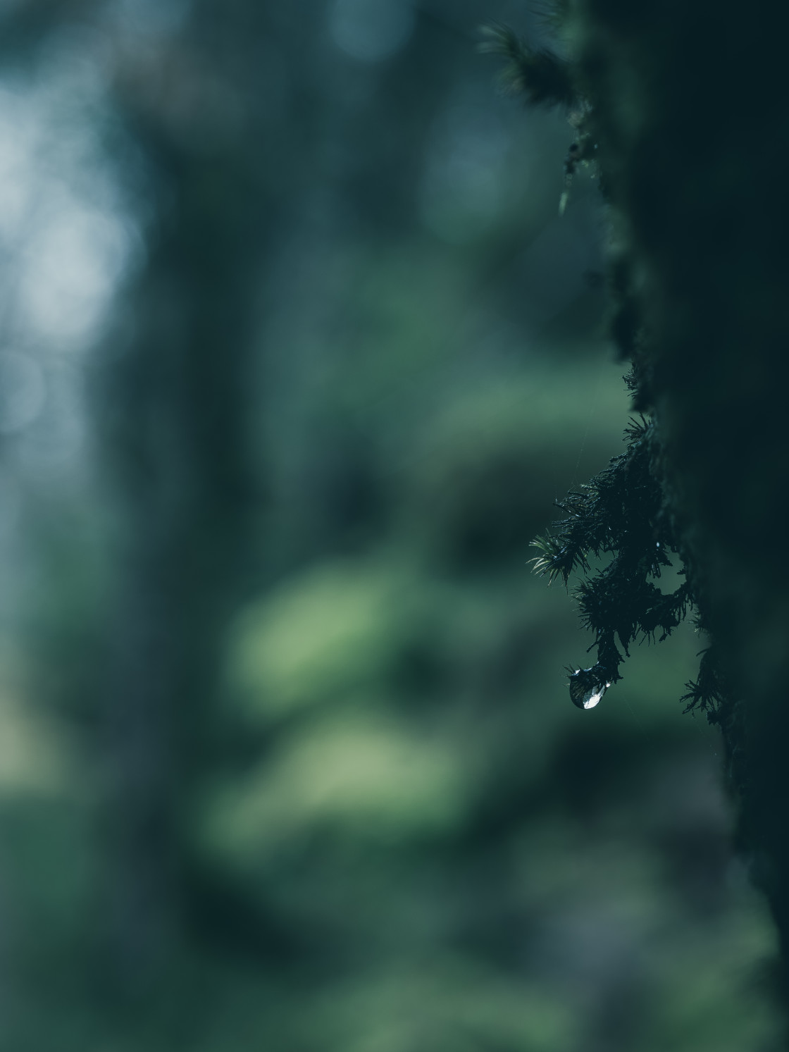 "Water Drop Glistening on Verdant Moss in a Swedish Forest at Dusk" stock image