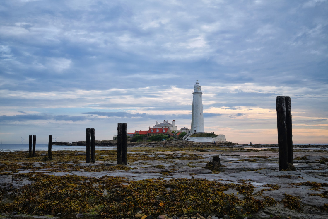 "St Mary's Island Seaweed" stock image