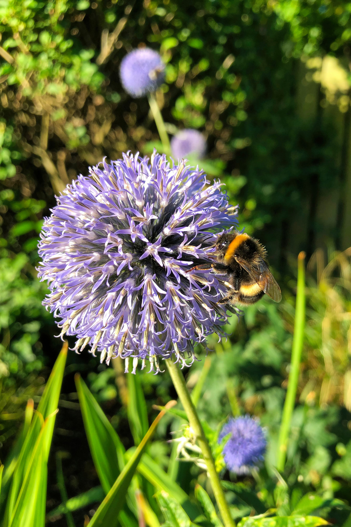 "Bee gathering Pollen" stock image