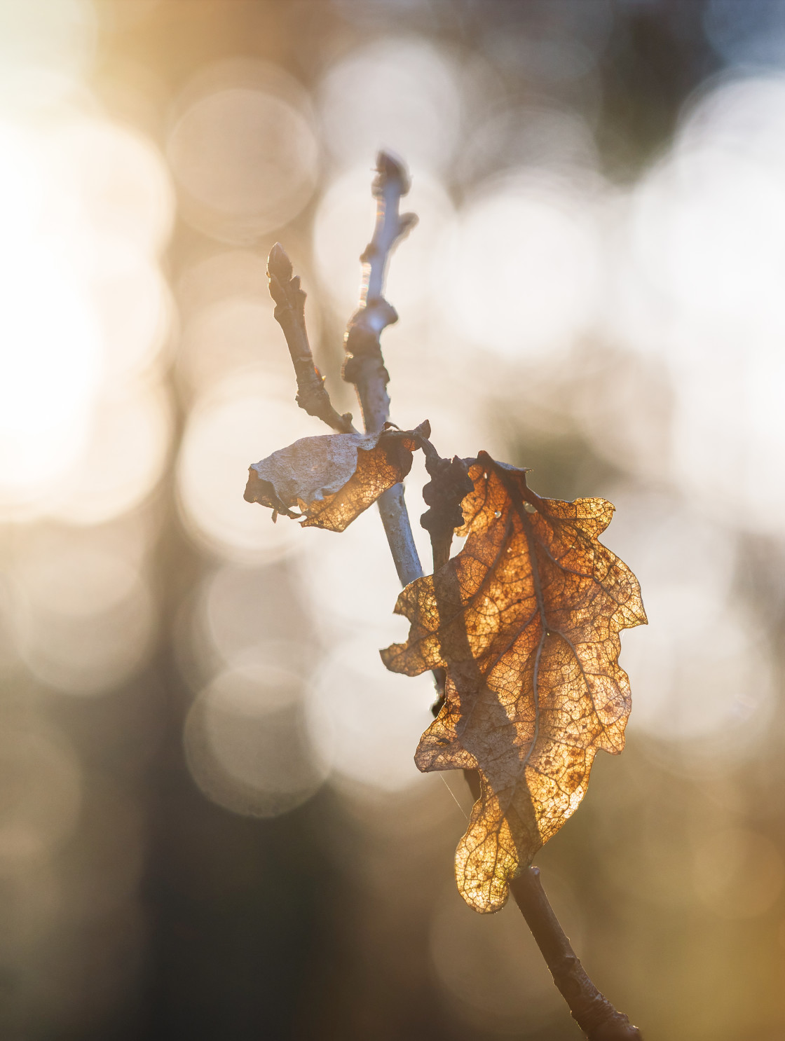 "Golden Hour Illumination of a Dried Leaf in a Swedish Forest" stock image