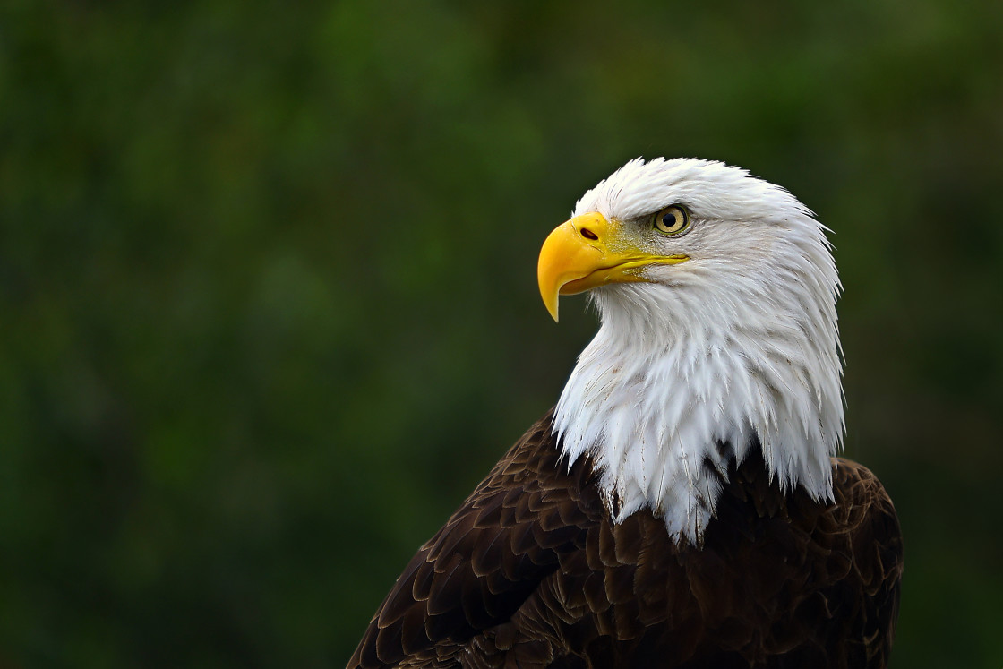 "Bald Eagle" stock image