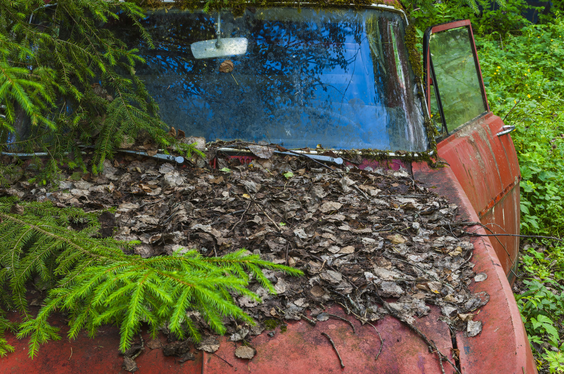 "Rusted Out Truck Covered in Leaves" stock image