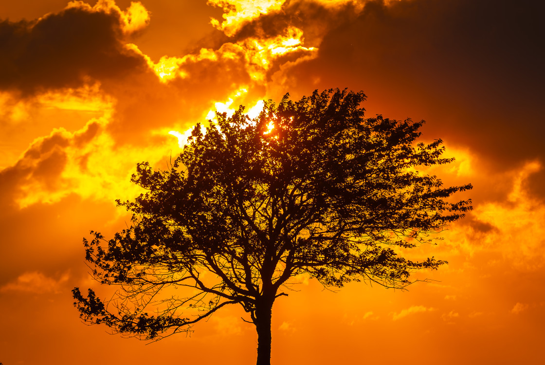 "Solitary Tree Silhouetted Against a Fiery Sunset Sky in Sweden" stock image