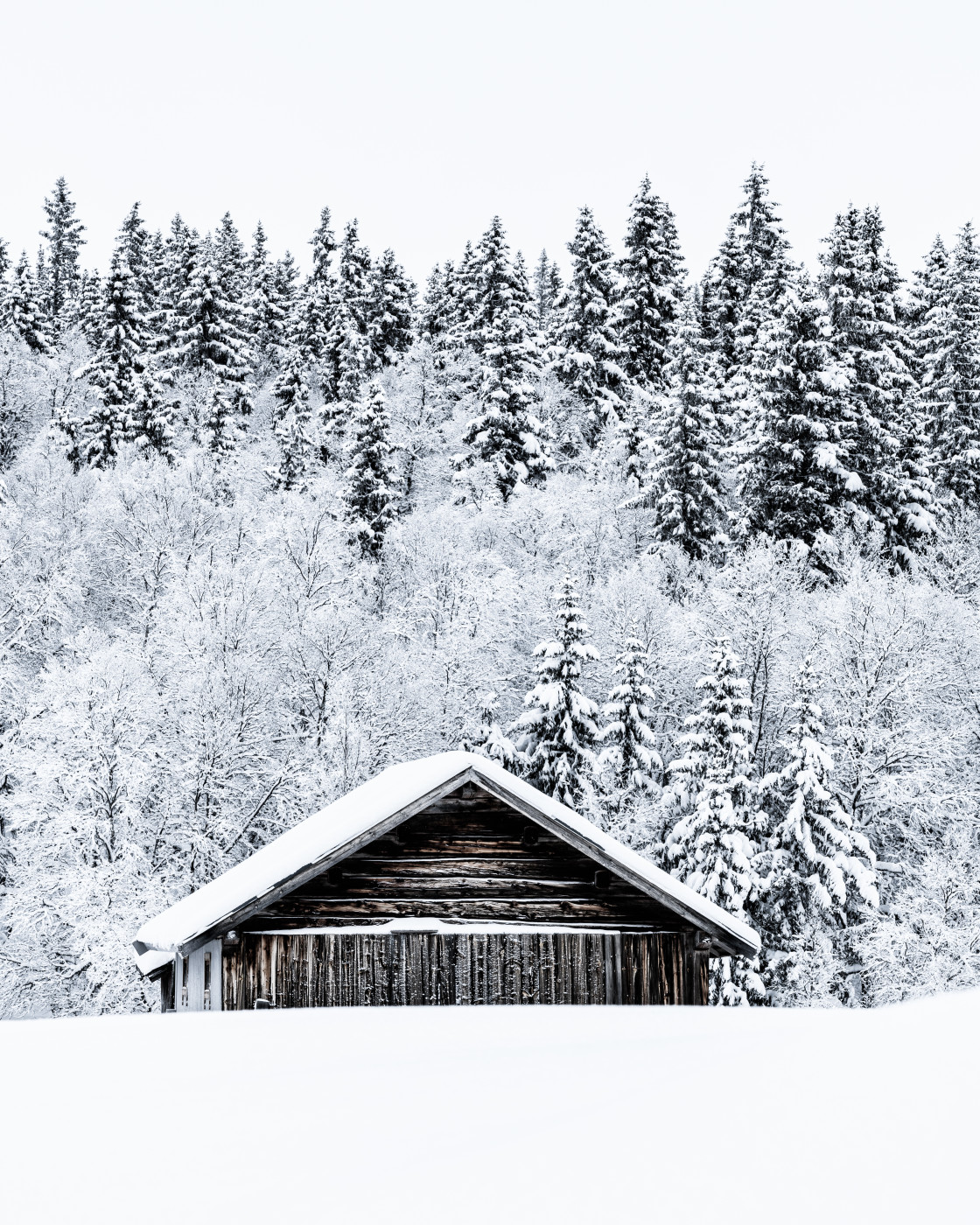 "Snow-Covered Wooden Barn Against a Dense Forest in Swedish Winter" stock image