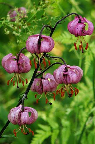 Lys martagon Lys martagon