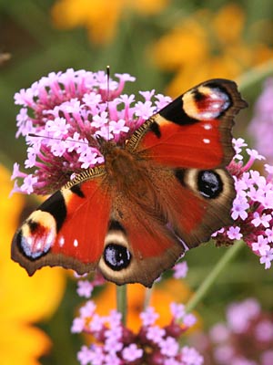 Schmetterling