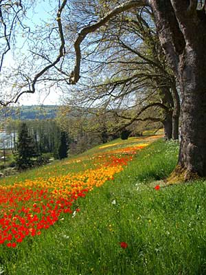 Wiese mit Bäumen