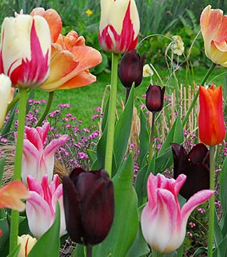 Bunte Tulpen