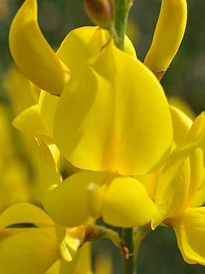 gelbe Blume