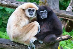 Gibbons Affen