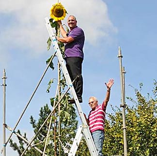 Grösste Sonnenblume