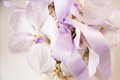 Orchidee