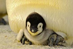Junger Pinguin