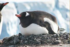 Pinguine