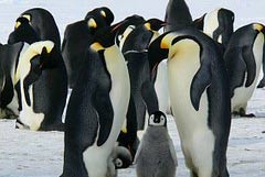 Pinguine