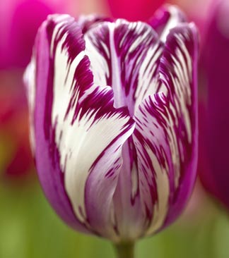 Pinke Tulpe