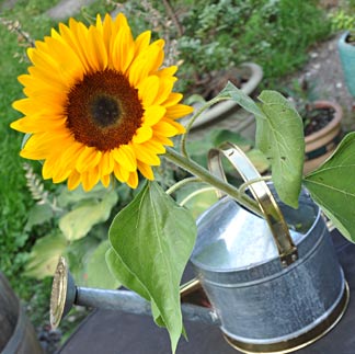 Sonnenblumen und Giesskanne