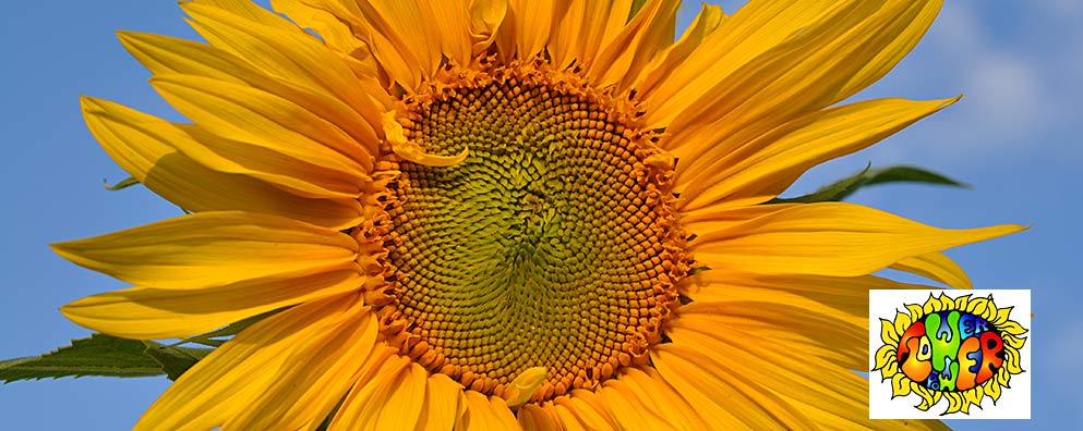 Sonnenblumen