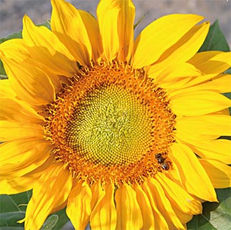 Sonnenblumenkarte