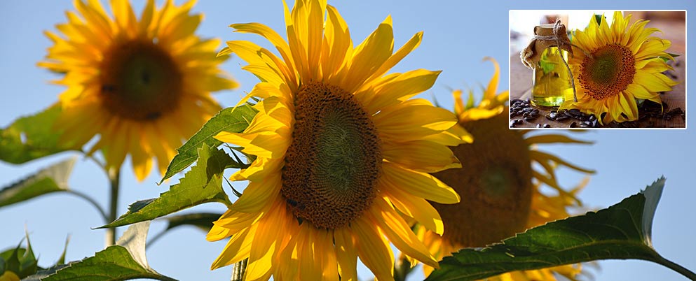 Sonnenblumen als