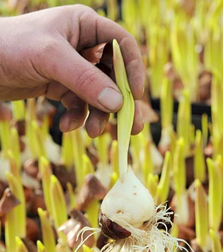 Tulpenzwiebel