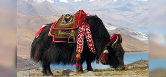 Yak