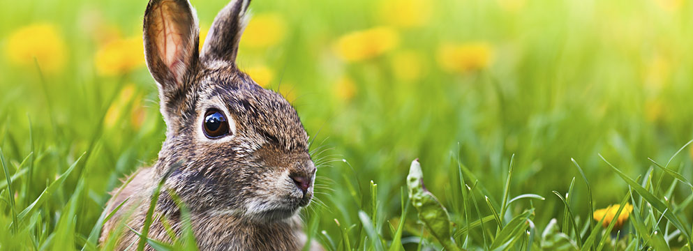 Für das Osterfrühstück: Augenzwinkerndes vom Osterhasen