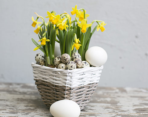 Osterglocken im Korb und Eier
