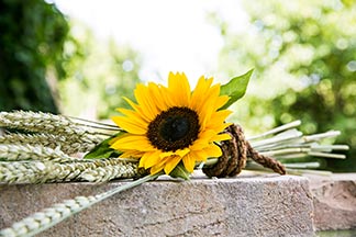 Sonnenblume Ähren