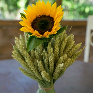 Sonnenblume in Ähren