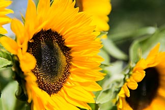 Sonnenblumen