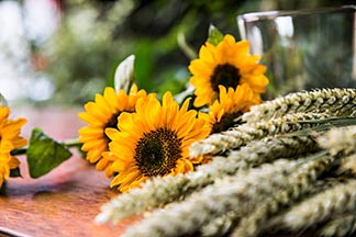 Sonnenblumen Ähren
