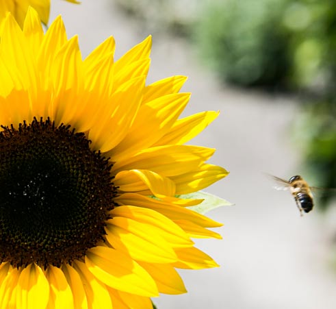 Sonnenblumen mit Biene