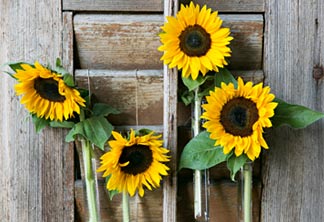 Sonnenblumen am Fensterladen
