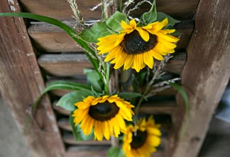 Sonnenblumen am Fensterladen