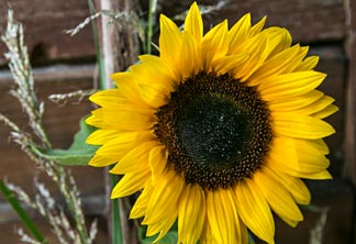 Sonnenblume