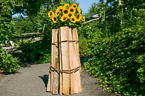 Sonnenblumen