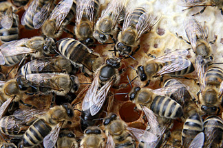 Bienenkönigin