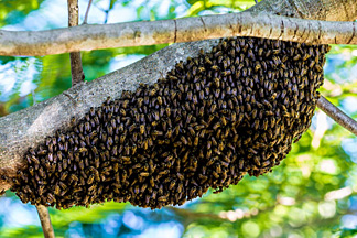 Bienenschwarm an Baum