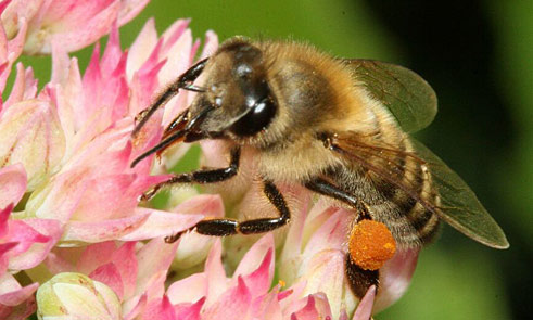 Carnica Biene