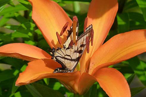 Lilium bulbiferum