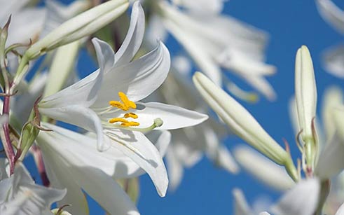 Lilien