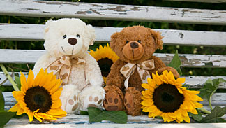 Teddybären mit Sonnenblumen