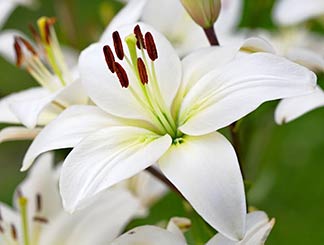 FLEUR DE LYS main image 1