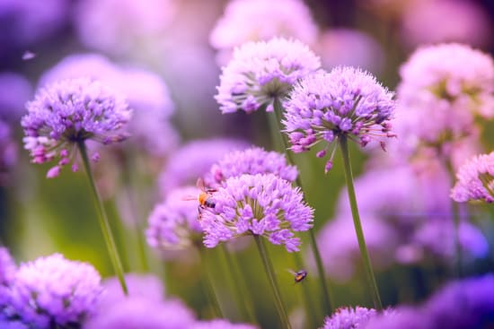 Nuances de violet & bleu - Ici, vous apprenez tout des fleurs