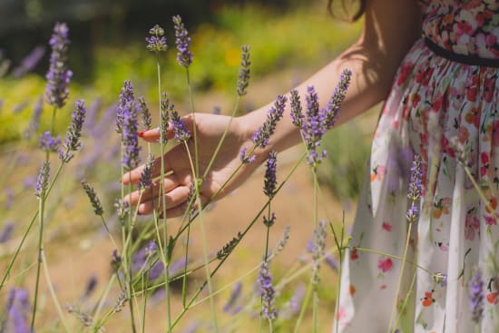 Lavanda essiccata -  Italia