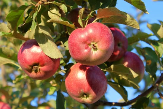 Canton de Thurgovie économie