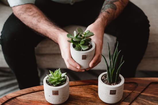 Cactus et succulentes : des plantes idéales pour les débutants