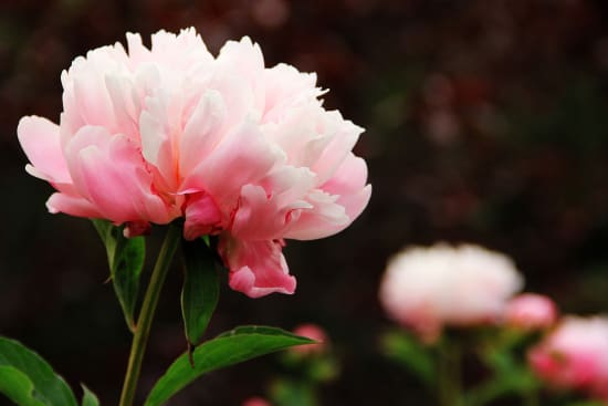 La peonia guaritrice - tra scienza e superstizione - Qui potrete conoscere  i fiori