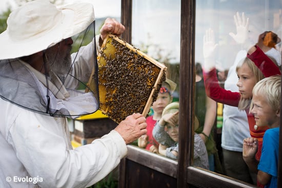 Bienenstock